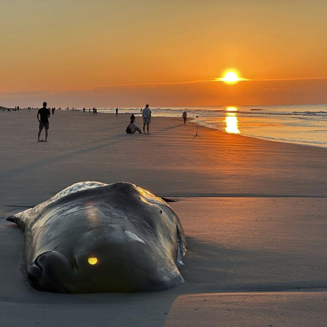 Beached whale is euthanized on South Carolina resort island